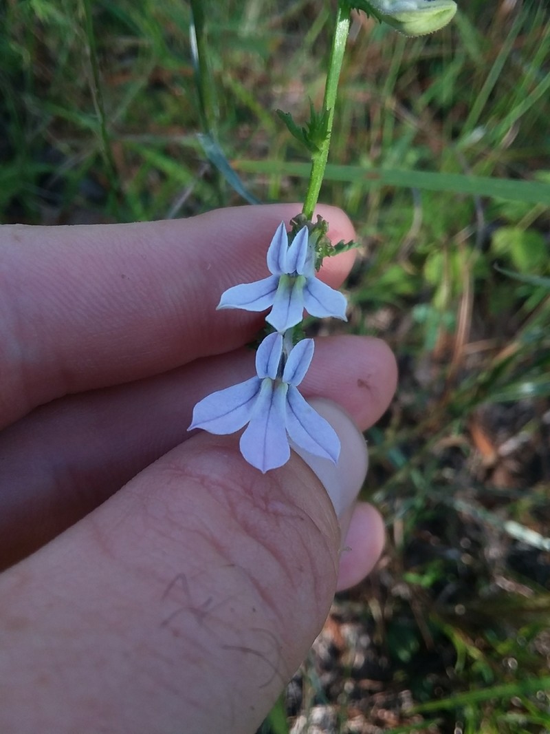 Shortleaf Lobelia photo 7