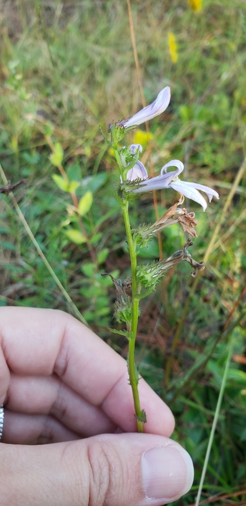 Shortleaf Lobelia photo 8