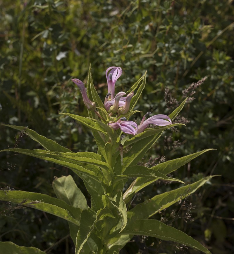 Lobelia bridgesii