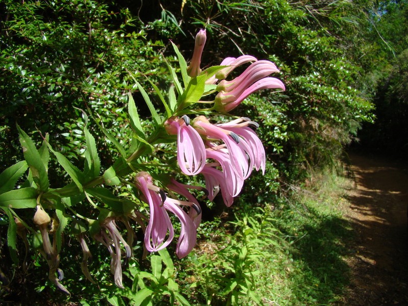 Lobelia bridgesii photo 2