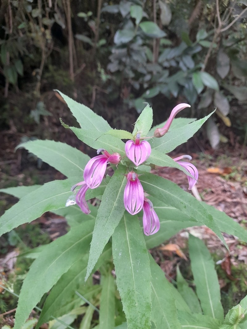 Lobelia bridgesii photo 3