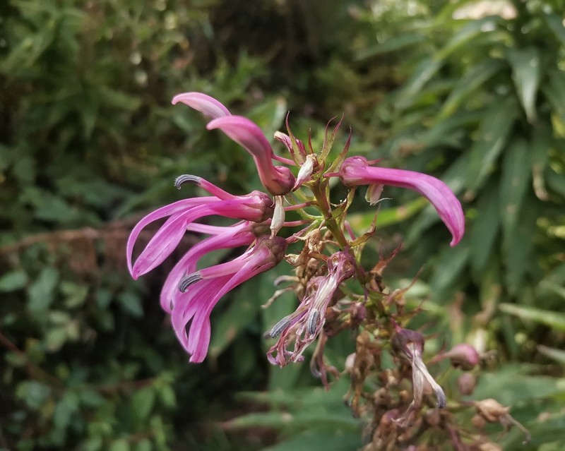 Lobelia bridgesii photo 4