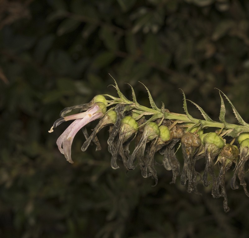 Lobelia bridgesii photo 5