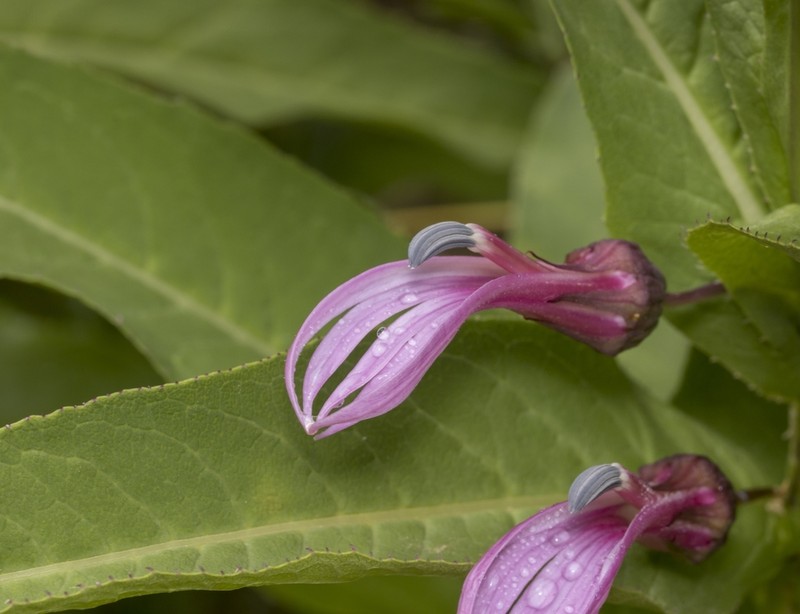 Lobelia bridgesii photo 6