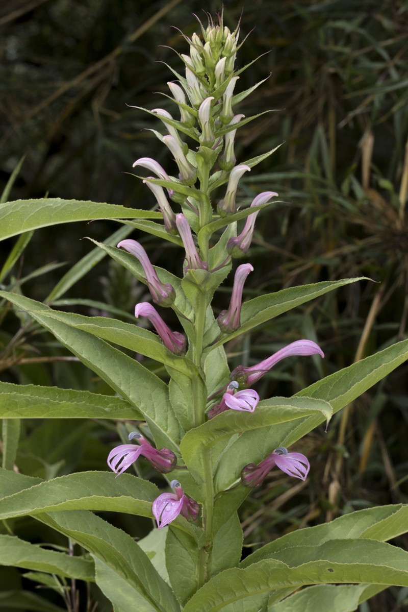 Lobelia bridgesii photo 7
