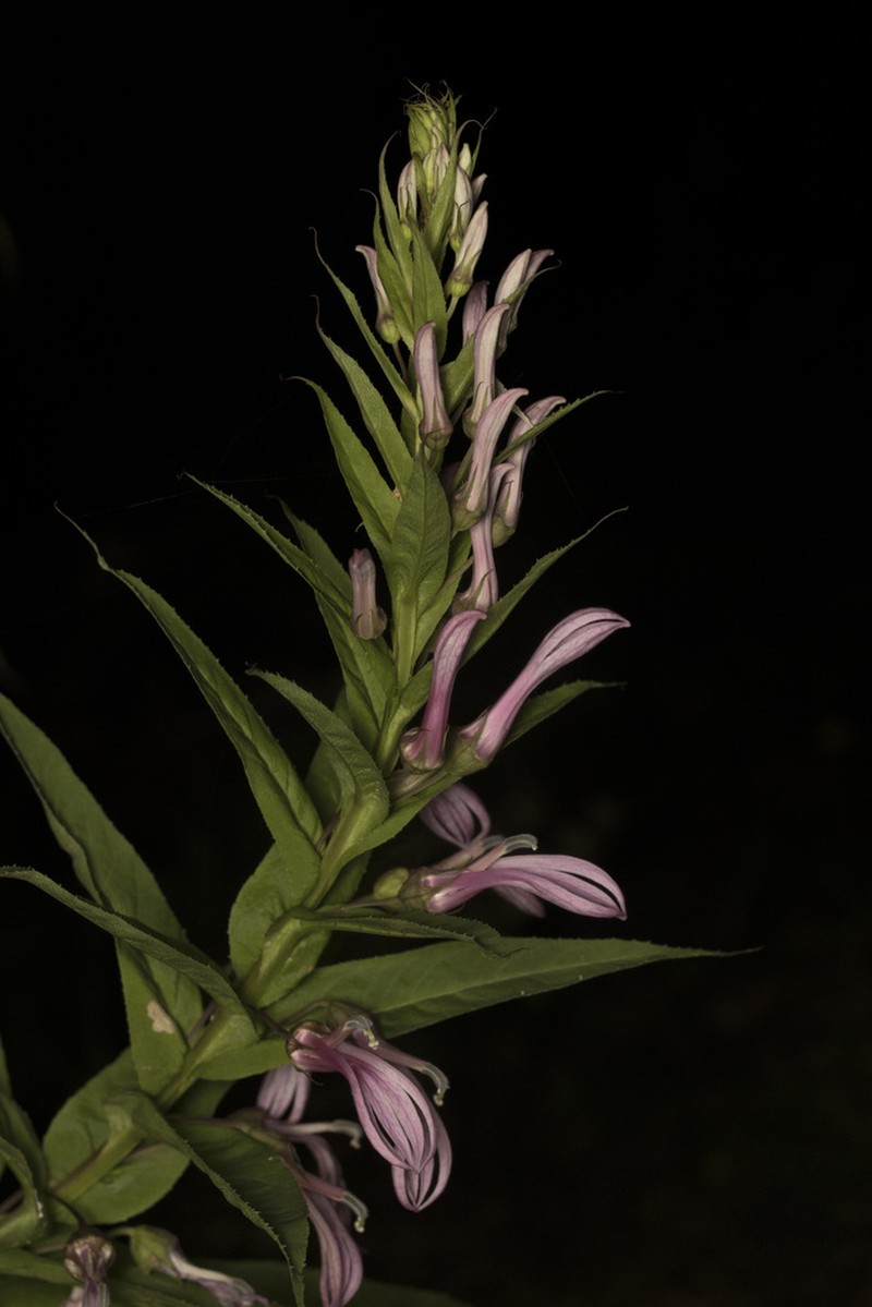Lobelia bridgesii photo 8
