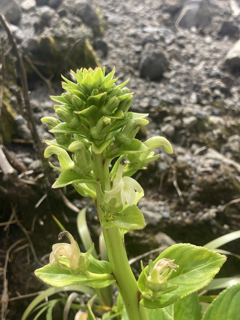 Lobelia brigittalis
