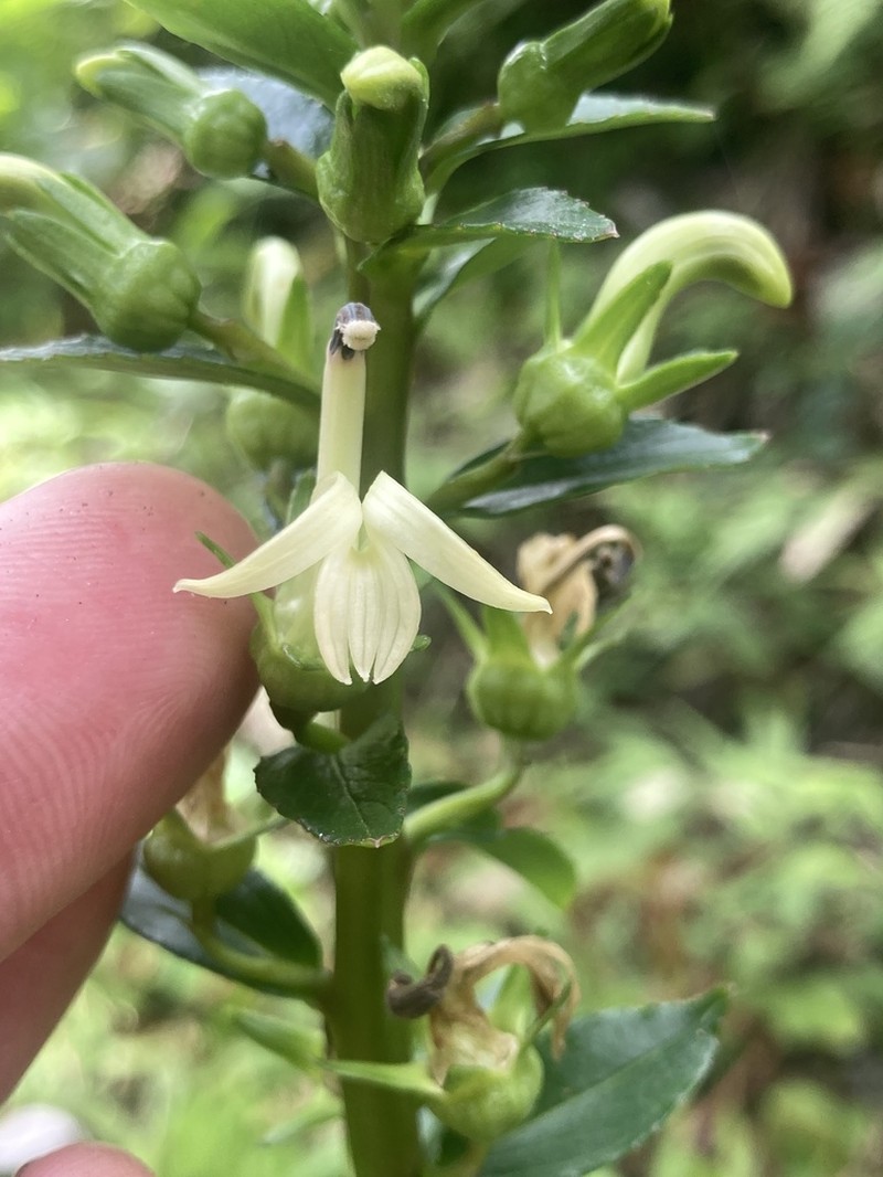 Lobelia brigittalis photo 2