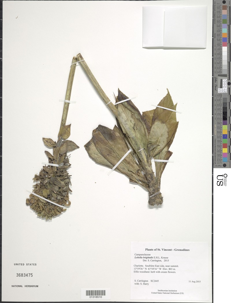 Lobelia brigittalis photo 5