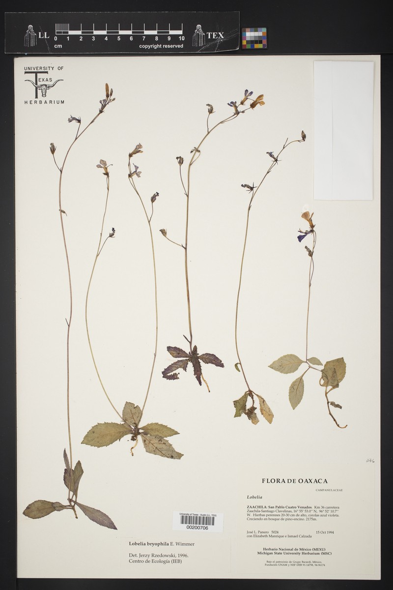 Lobelia bryophila