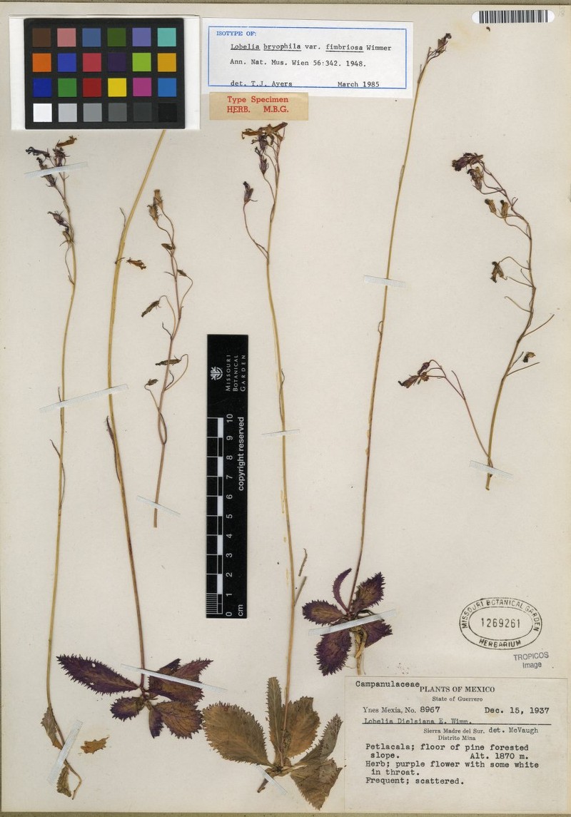 Lobelia bryophila photo 2