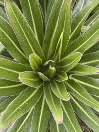 Lobelia burttii