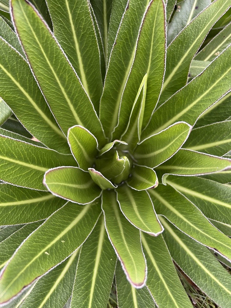 Lobelia burttii