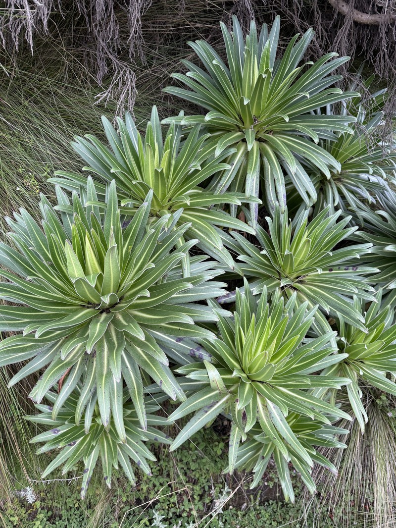 Lobelia burttii photo 3