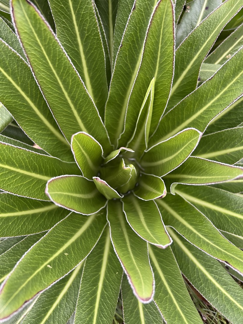 Lobelia burttii photo 4