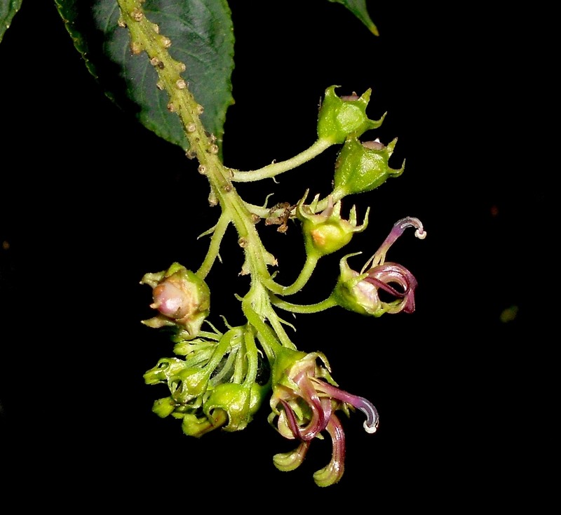 Lobelia cacuminis