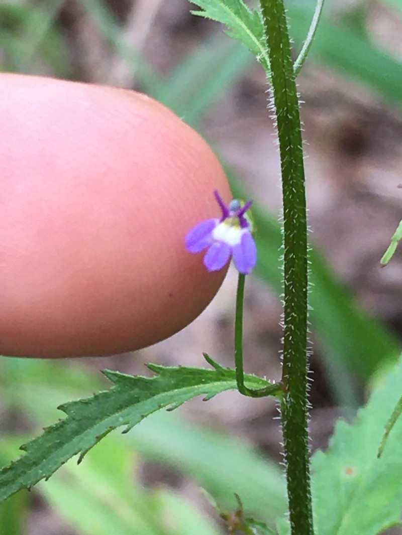 Lobelia caeciliae