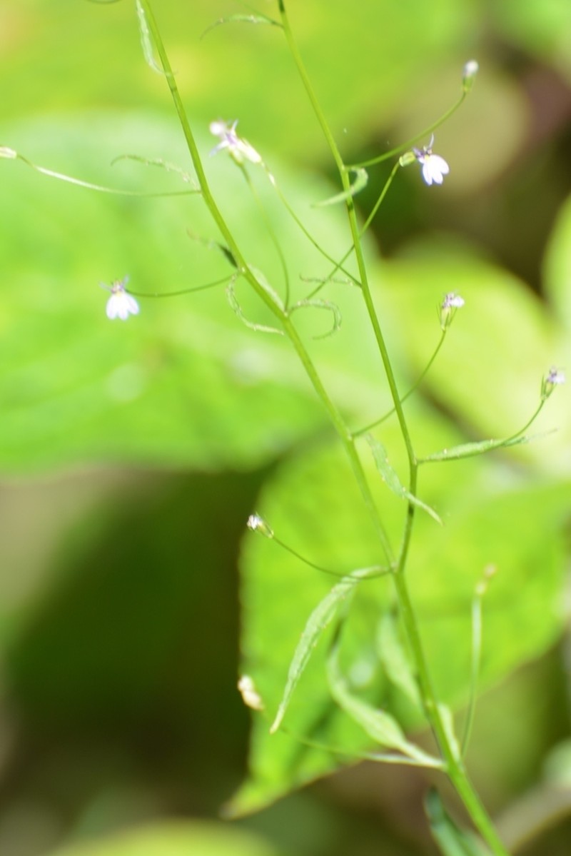 Lobelia caeciliae photo 2