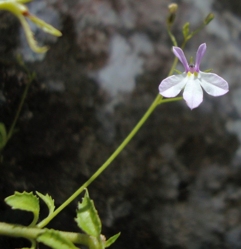 Lobelia caeciliae photo 3