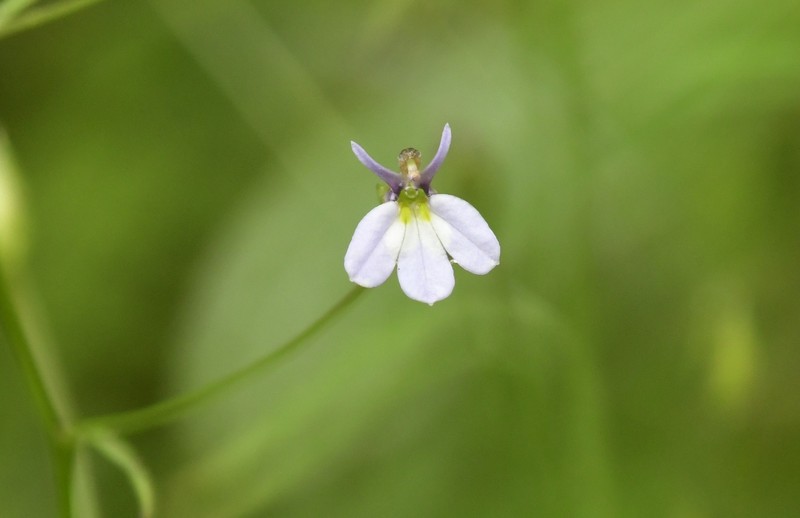 Lobelia caeciliae photo 6