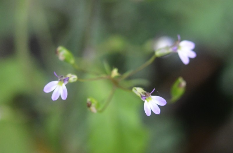 Lobelia caeciliae photo 7
