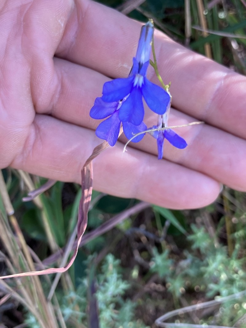 Lobelia caerulea