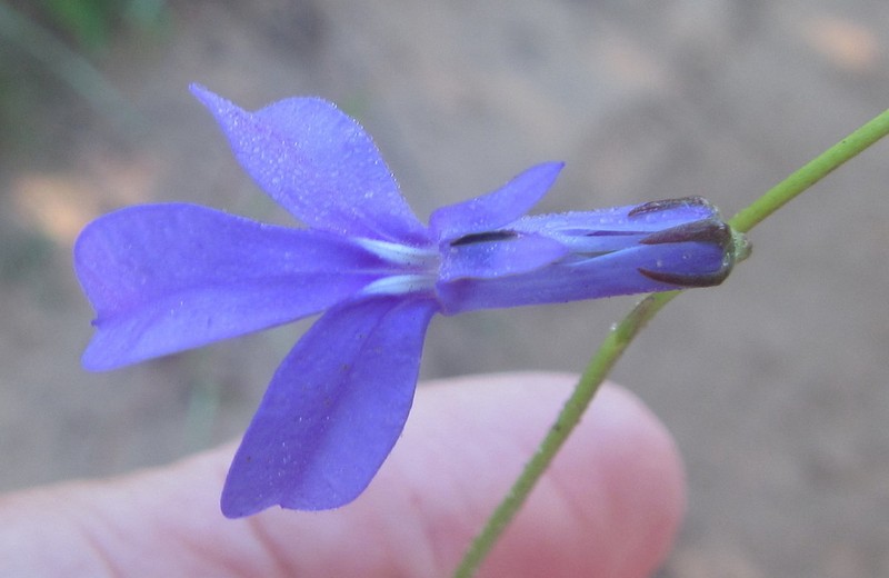 Lobelia caerulea photo 2