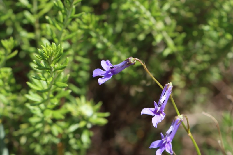 Lobelia caerulea photo 3