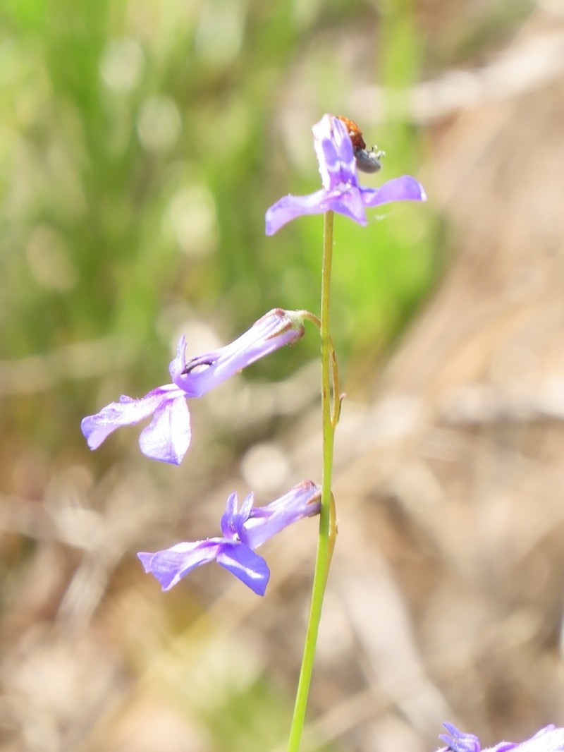 Lobelia caerulea photo 4