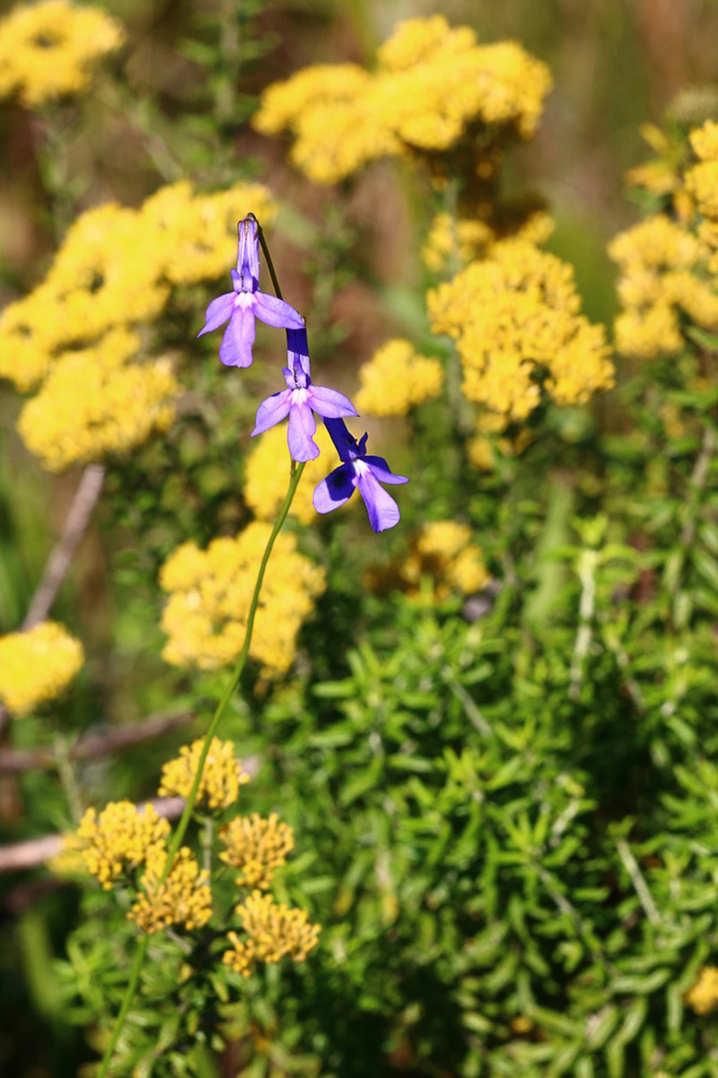 Lobelia caerulea photo 5