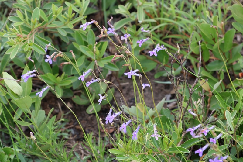 Lobelia caerulea photo 6
