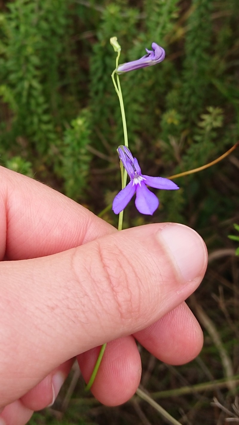 Lobelia caerulea photo 7