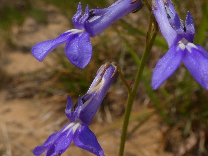 Lobelia caerulea photo 8