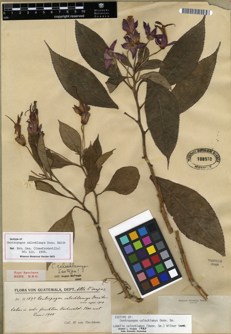 Lobelia calochlamys