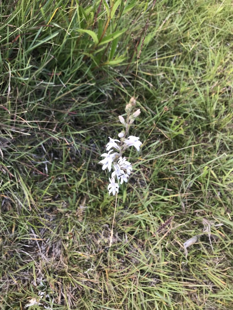 Lobelia camporum