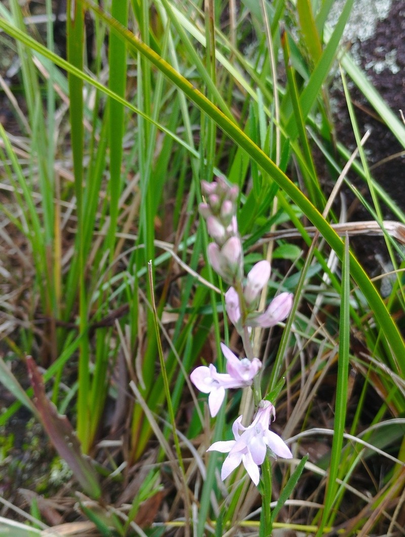 Lobelia camporum photo 2