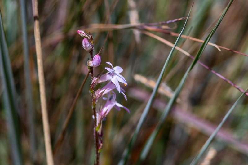 Lobelia camporum photo 3
