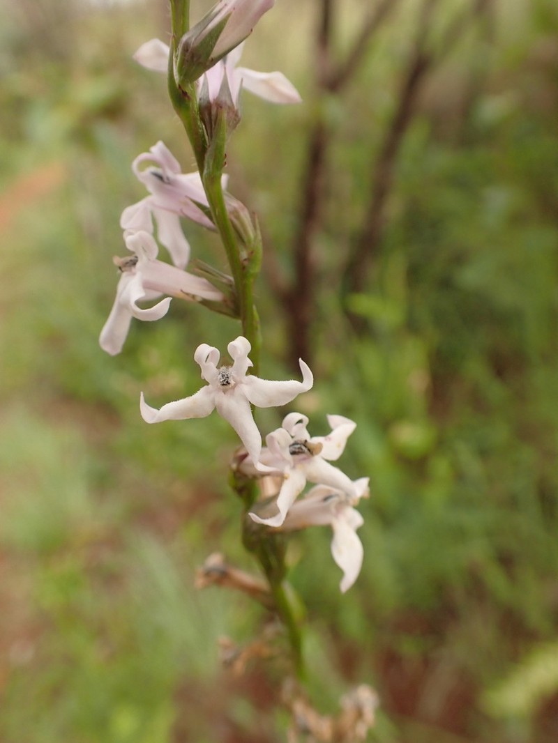 Lobelia camporum photo 4