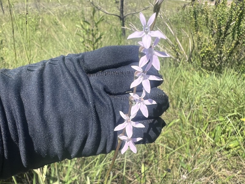 Lobelia camporum photo 5