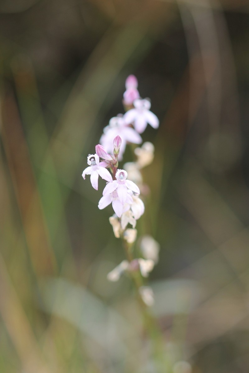 Lobelia camporum photo 6