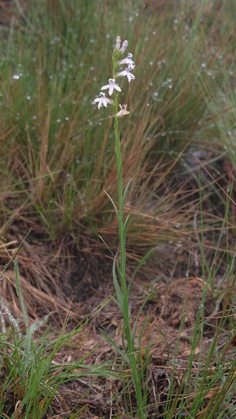 Lobelia camporum photo 7
