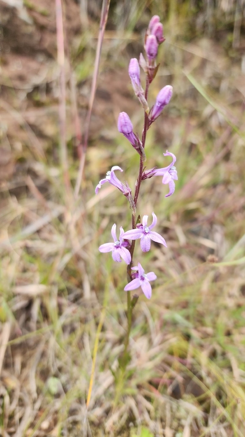Lobelia camporum photo 8