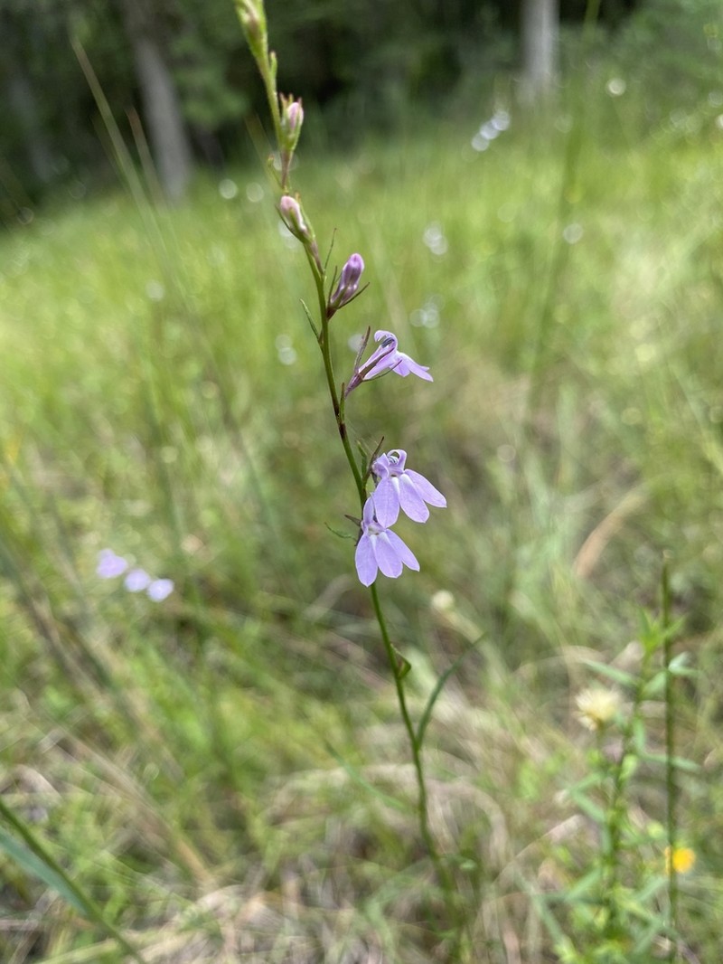 Canby's Lobelia