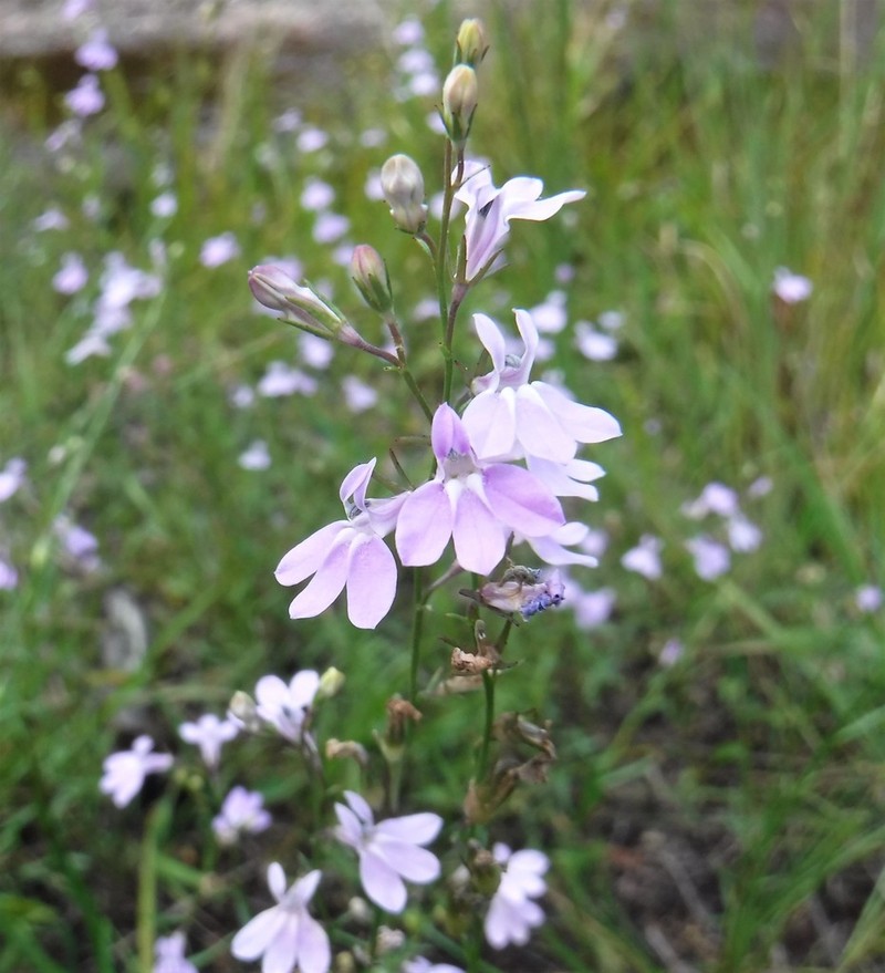 Canby's Lobelia photo 2