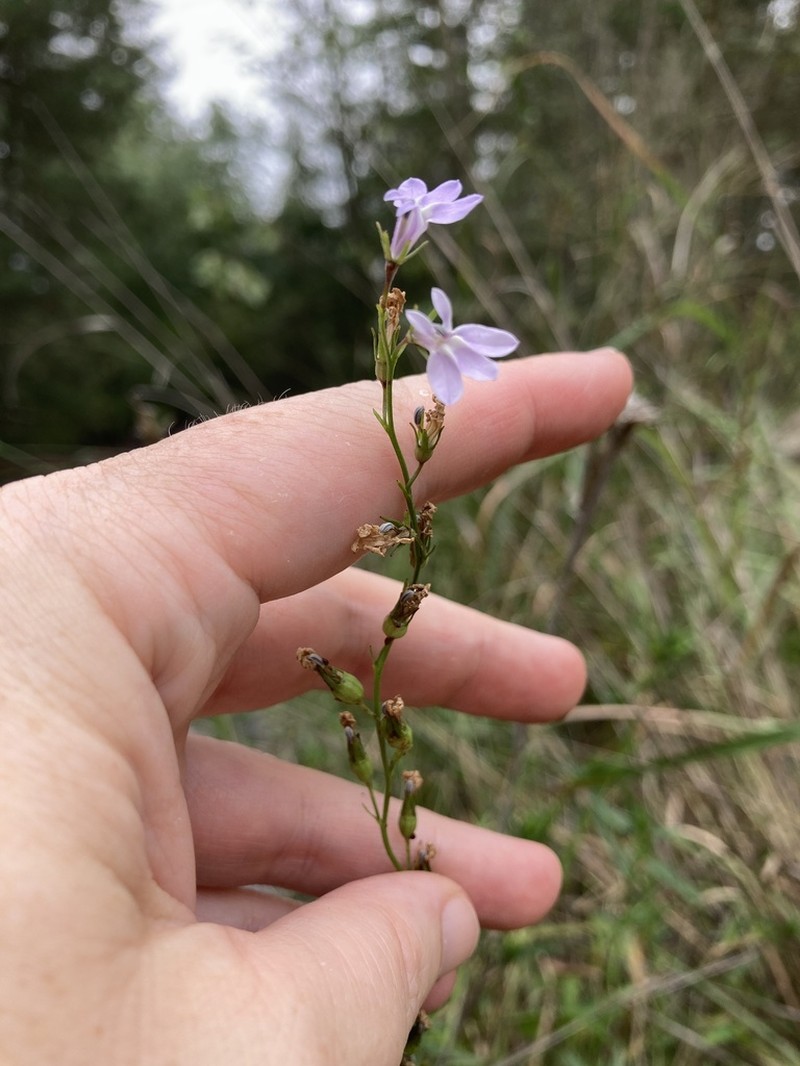Canby's Lobelia photo 3
