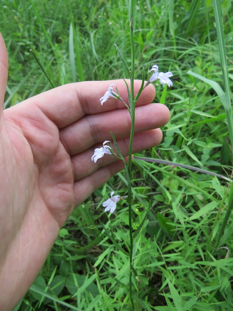 Canby's Lobelia photo 4