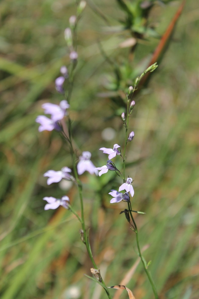 Canby's Lobelia photo 5