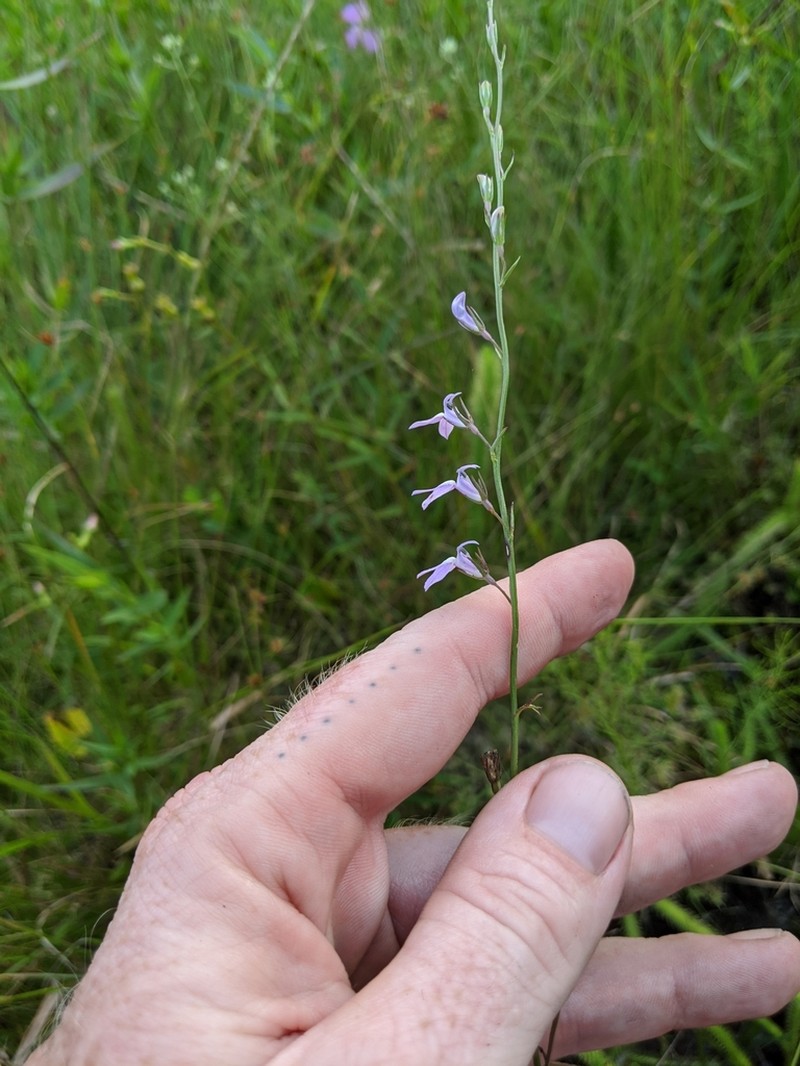 Canby's Lobelia photo 6