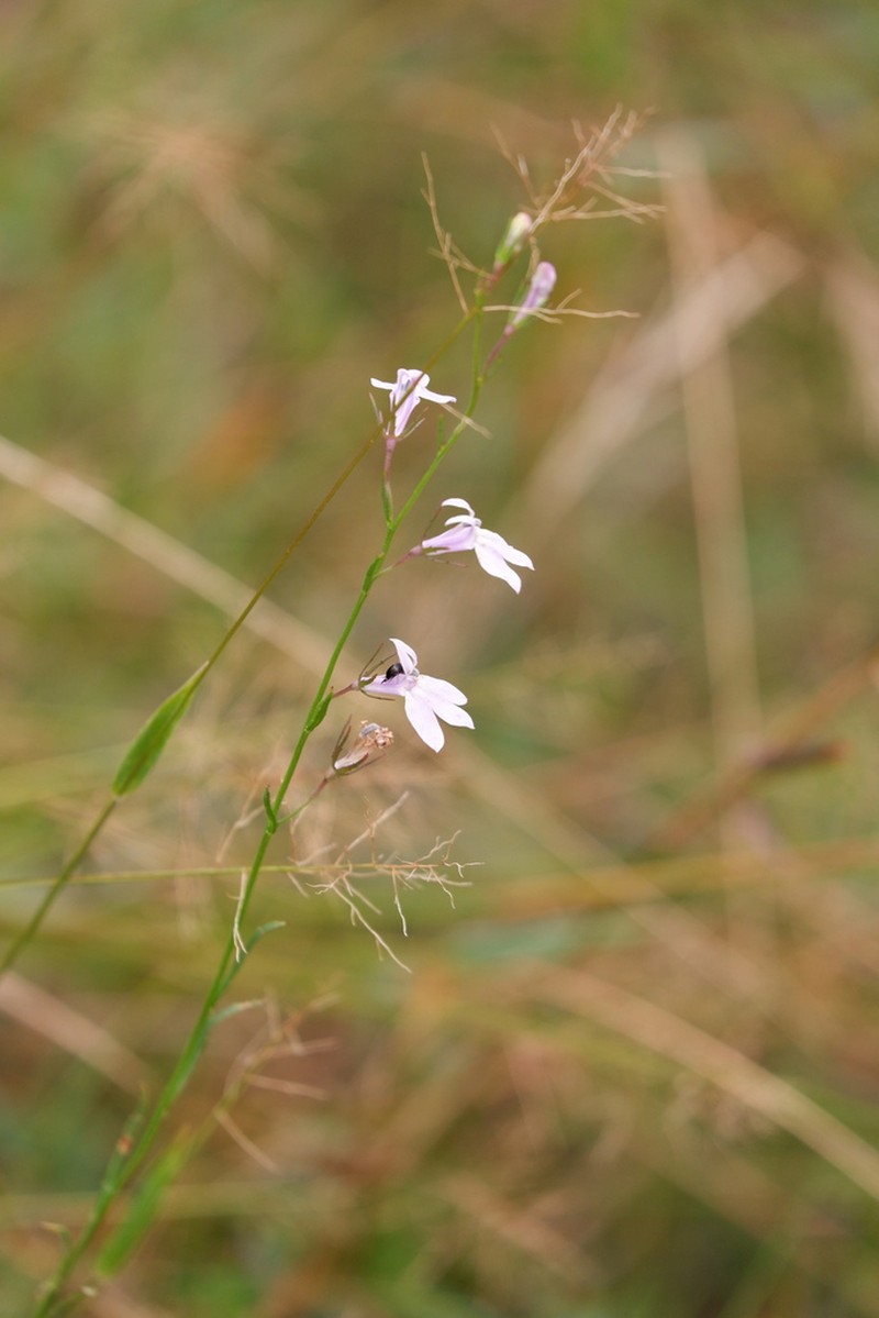 Canby's Lobelia photo 7