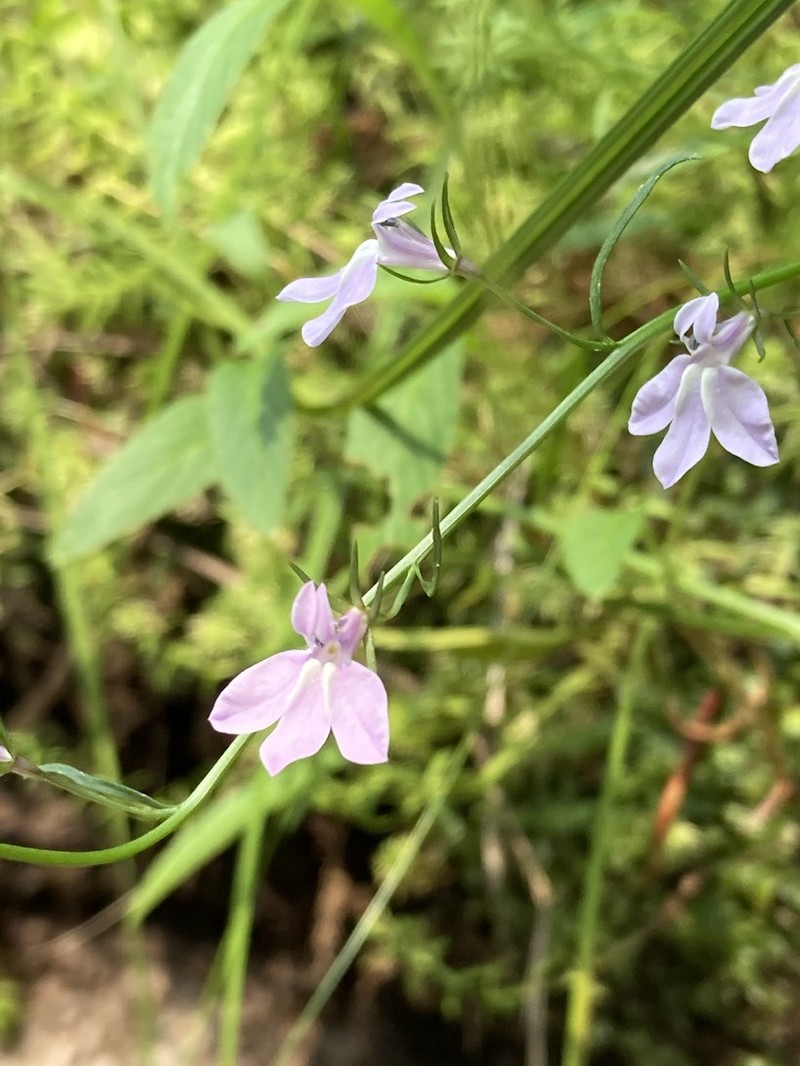 Canby's Lobelia photo 8